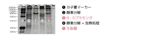 SDS-PAGE法で分子量分布を測定