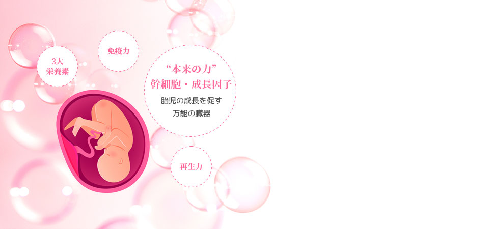 胎児の生命を育む「幹細胞」と「成長因子」